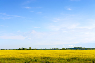 Rape field and blue sky with clouds on a sunny day