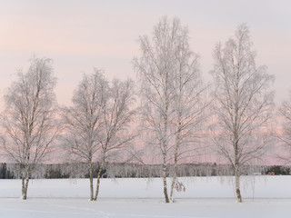 Landscape in a frosty morning at sunrise