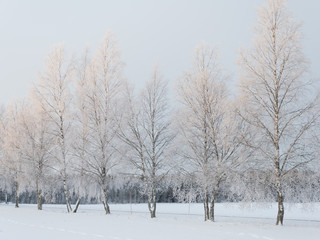 Landscape in a frosty morning at sunrise
