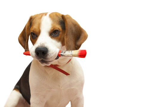 beagle with brush
