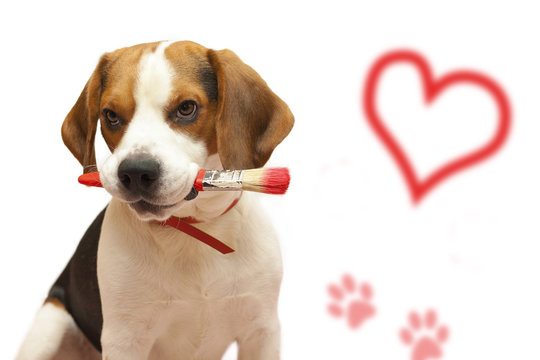 beagle with heart