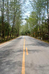 road in forrest