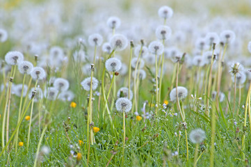 dandelion (Taraxacum officinale)