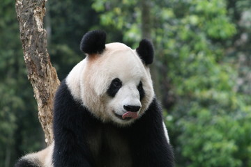 Fototapeta premium Panda Géant