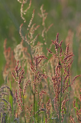 Sorrel, Rumex