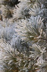 Naklejka na ściany i meble tree branch in hoarfrost, New Year, Christmas, Epiphany frosts, winter, snow, frost, church, orthodoxy 