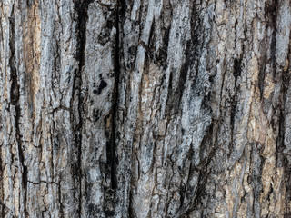 Rugged wood surfaces
