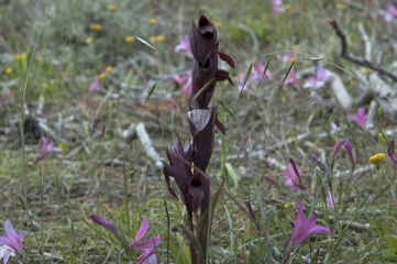 Eastern Tongue Orchid (Serapias cordigera)