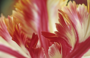 Tulip (Tulipa) is a spring-blooming perennial that grow from bul