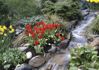 Tulip (Tulipa) is a spring-blooming perennial that grow from bul