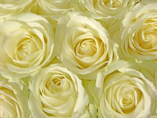  white roses