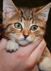 TABBY KITTEN