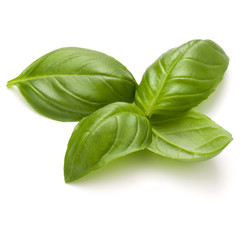 Sweet basil herb leaves handful isolated on white background clo