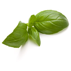 Sweet basil herb leaves isolated on white background closeup