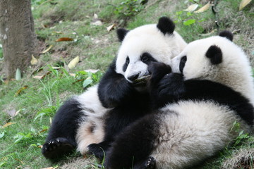 Panda Géant