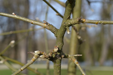 Pąki drzewa na wiosnę/Burgeons of the tree in spring © Pictofotius