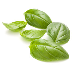 Sweet basil herb leaves handful isolated on white background clo