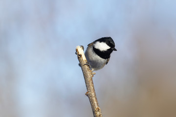 Coal tit  on the background of blue sky