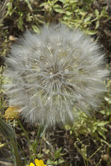 Tragopogon pratensis seed