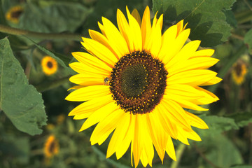 Naklejka premium Sunflower