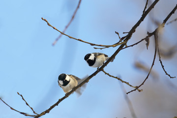 On one branch of two the coal tit closely...