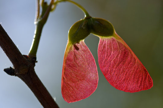 Maple seed (Acer seed)