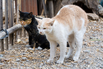 Cat wildlife background