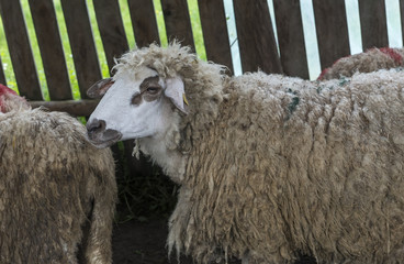 Obraz premium Sheep grazing on a meadow, on a cloudy day