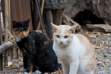 Cat wildlife background