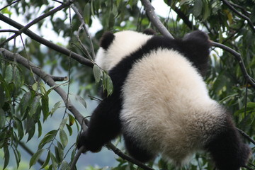 Panda Géant