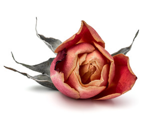 Naklejka premium dried rose flower head isolated on white background cutout