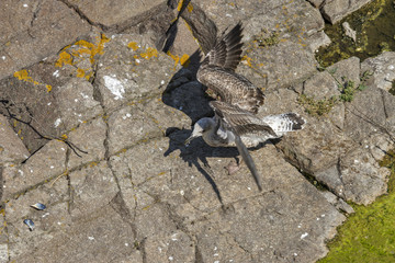 Seagull on the dirty sea coast