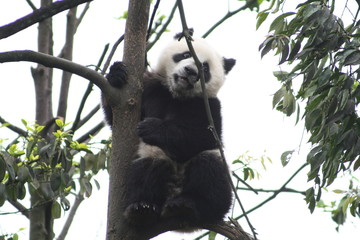 Obraz premium Panda Géant