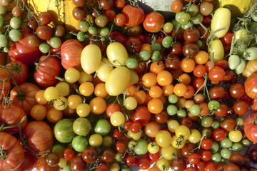 colored tomatoes