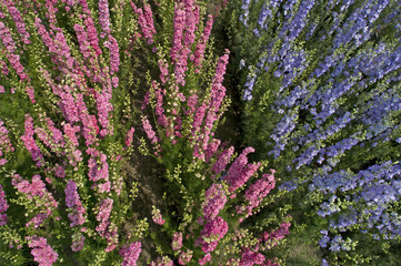 Obraz premium larkspur (Delphinium)