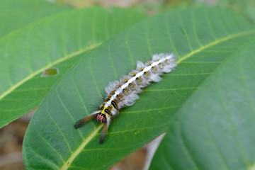slug