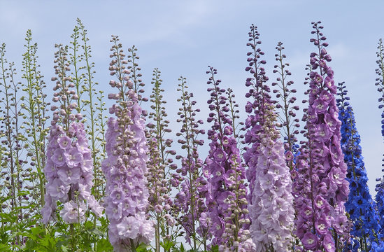 larkspur (Delphinium)