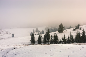 Fototapeta na wymiar fog in the spruce forest