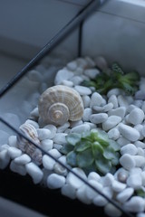 Florarium with shells and succulent standing on window 