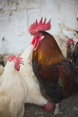 Gallo en el corral de la huerta