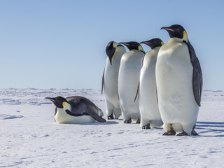 Emperor penguins on the frozen Weddell Sea