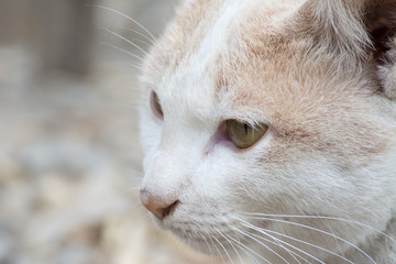 Cat wildlife background