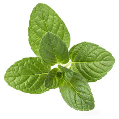 Fresh mint herb leaves isolated on white background cutout