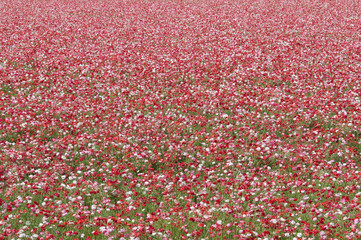 poppies in field