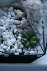 Florarium with shells and succulent standing on window 