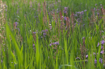 Ragged Robins bloom.
