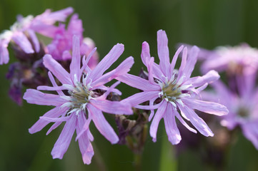 Obraz premium Ragged Robins bloom.