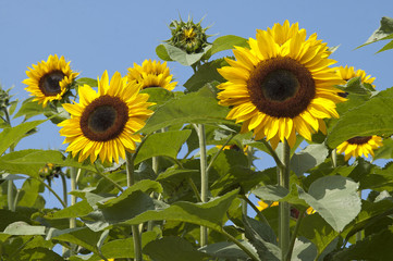 Fototapeta premium sunflower (Helianthus annuus)