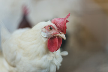 Gallinas ecologicas en el corral 