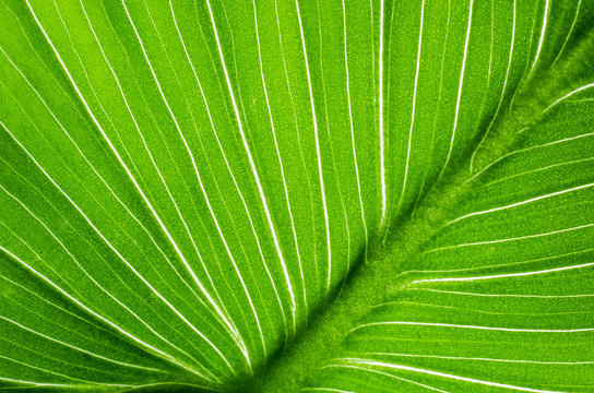 Close-up of green leaf calla flower